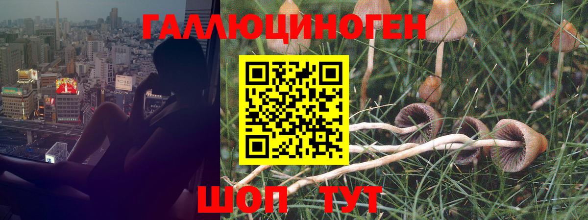Псилоцибиновые грибы Psilocybe Первоуральск